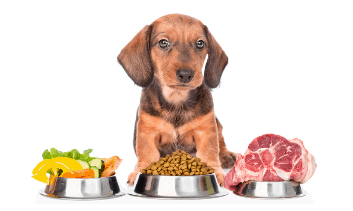 Best Dog Food For Dachshunds With Skin Allergies