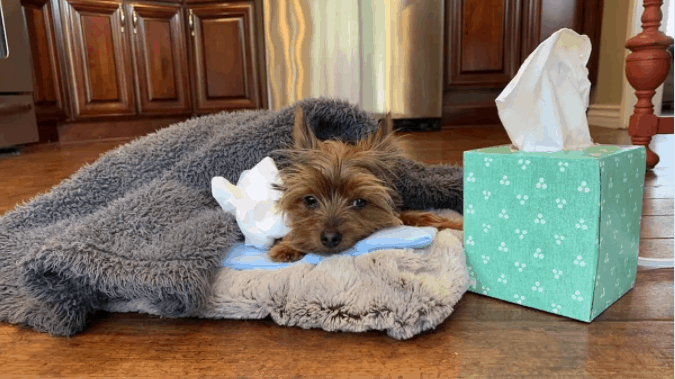 Best Dog Food For Yorkies With Allergies