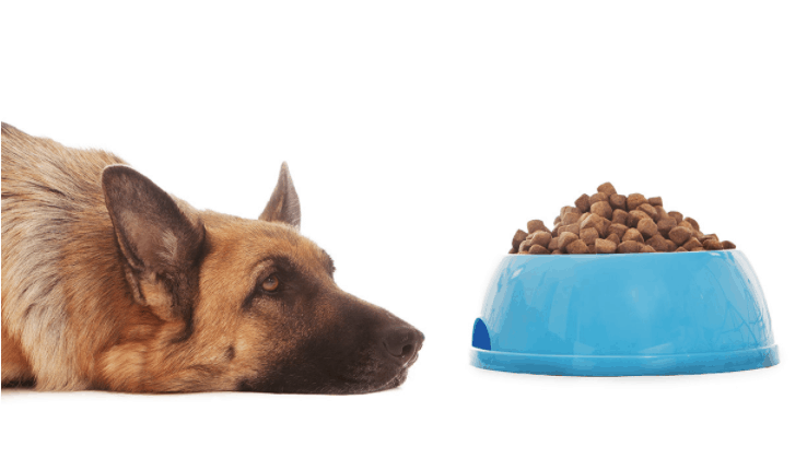 Best Dog Food For German Shepherds With Allergies
