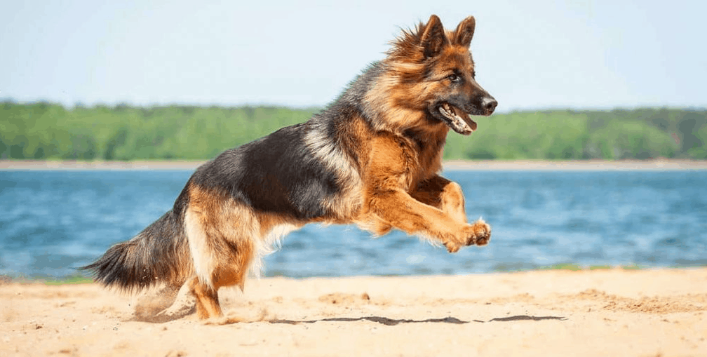 Best Dog Food For German Shepherds With Skin Allergies