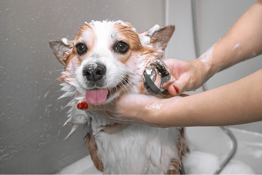 How Often Should I Bathe My Dog With Skin Allergies