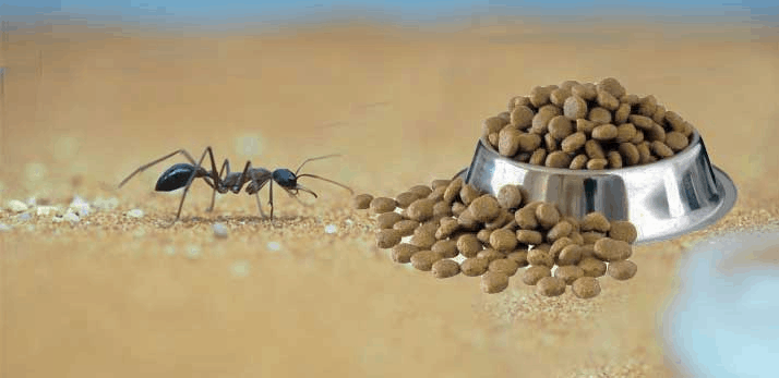 How To Keep Ants Out Of Dog Food