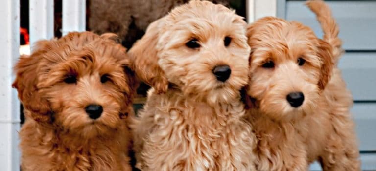 5 Best dog food for labradoodle with allergies