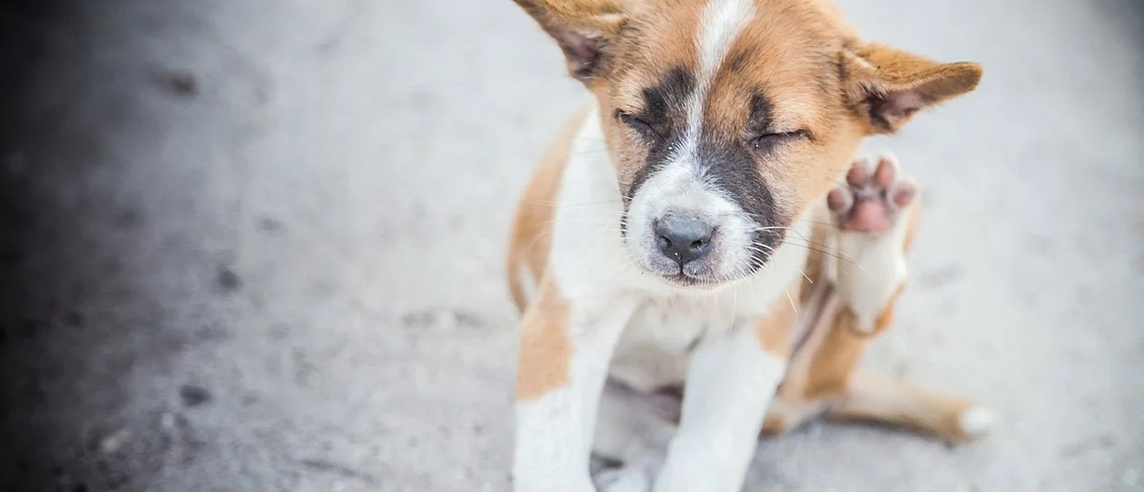 How long does an allergic reaction last in dogs