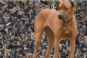 Is Bird Seed Bad For Dogs