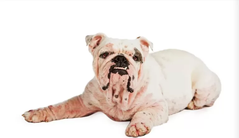 Common Bull Dog Allergies ( Causes and Treatments)