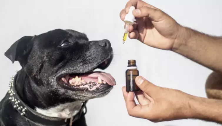 cbd oil for dog allergies