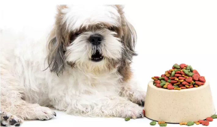 5 Best Dog Food For Shih Tzu With Allergies