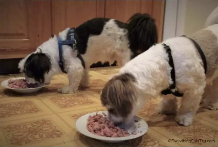 best dog food for shih tzu with allergies