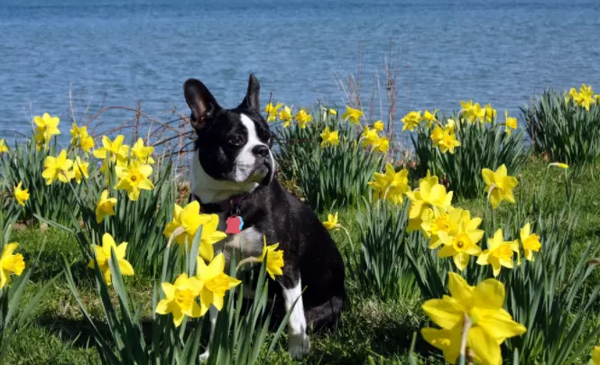 5 Best Dog Food For Boston Terriers With Allergies