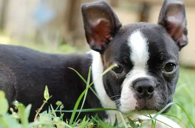 best dog food for boston terrier with allergies