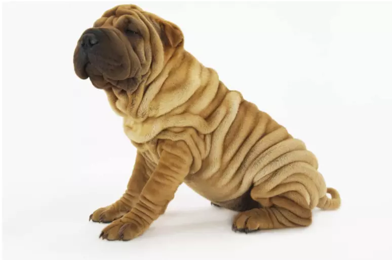 best dog food for shar pei with allergies