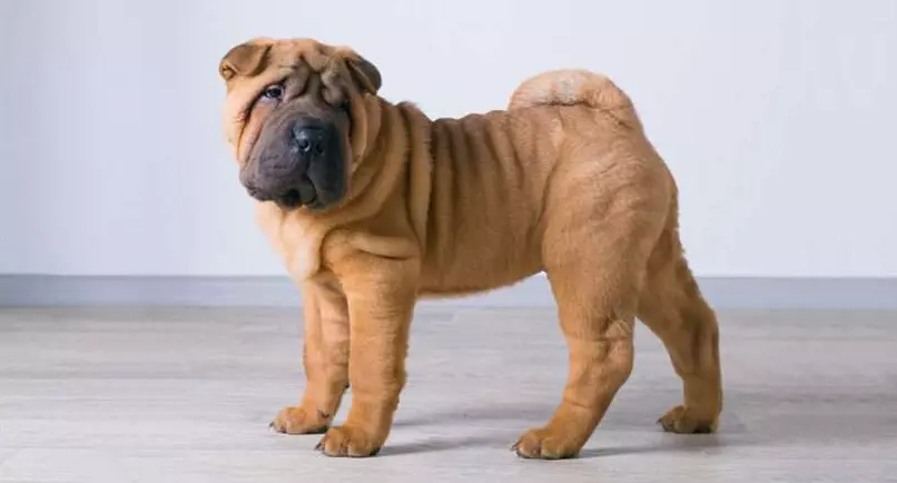best dog food for shar pei with allergies