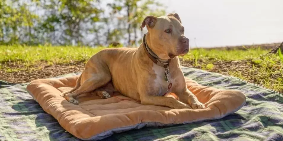 Best Dog Food For Pitbulls With Allergies
