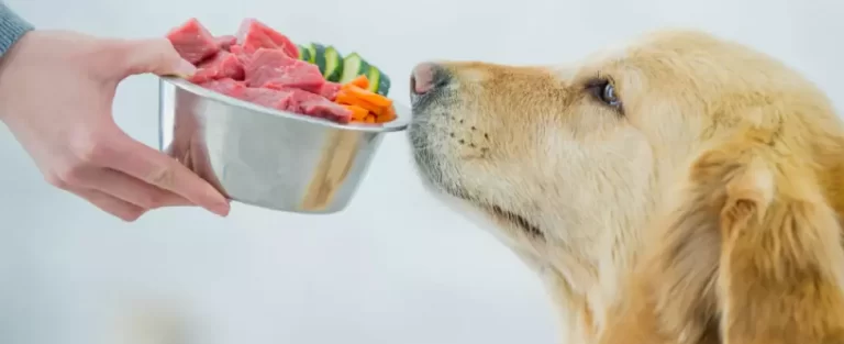 5 Best Dog Food For Golden Retrievers With Skin Allergies