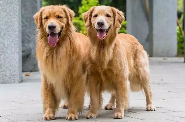 Best Dog Food For Golden Retrievers With Skin Allergies