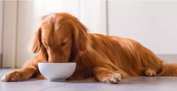 Best Dog Food For Golden Retrievers With Skin Allergies