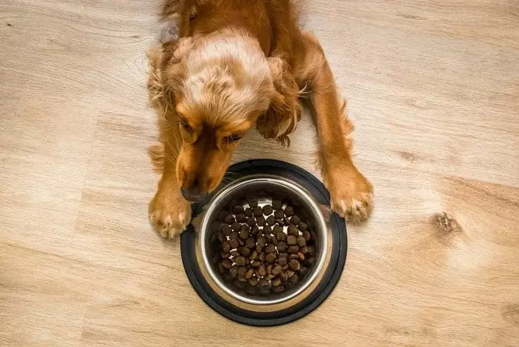 best dog food for cocker spaniel with allergies