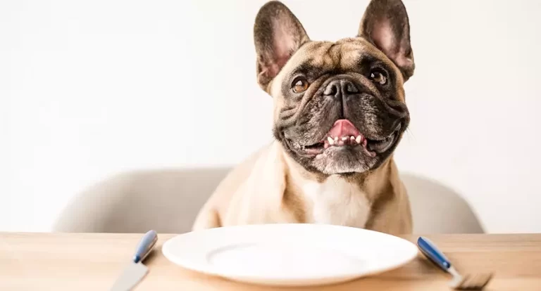 Best Dog Food For French Bulldogs With Allergies