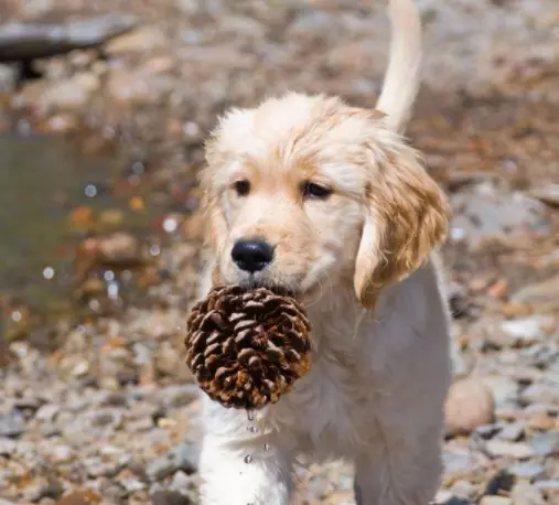 Why is My Dog Obsessed With Pine Cones