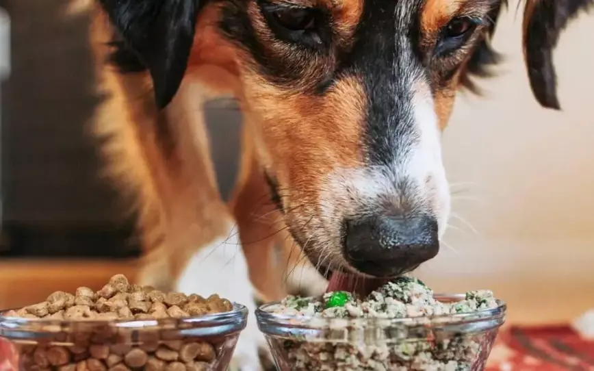 Pros And Cons Of Putting Water In Kibble