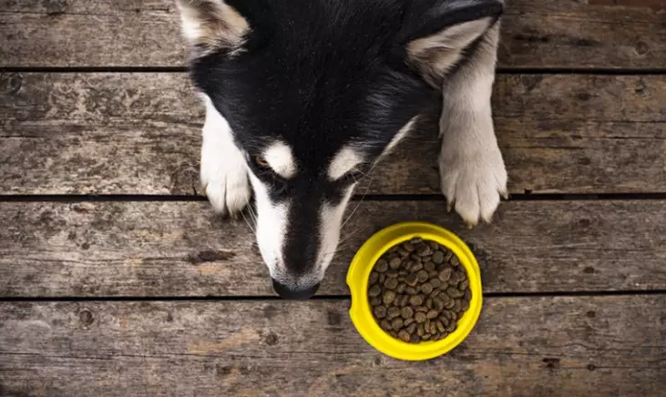 Does Wet Dog Food Cause Diarrhea? Facts Check