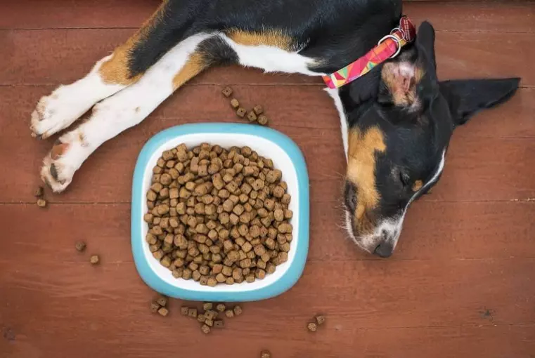 Is guar gum bad for dogs? Is guar gum bad for dogs? This is a question that many individuals have, and the solution is not simple. Guar is a gum that is used in many different industries. It is also an ingredient in dog food and is commonly found in human foods as well. But is guar gum bad for dogs?   The truth is that there are many factors involved in determining whether or not guar gum can be given to a dog.   These factors include the size of the dog, what type of food they eat, their age, any allergies they may have, and how much guar gum they would ingest at once.   We will explore each one individually so you understand which scenario might require medical intervention.   This post will look at the answer to this issue and provide advice on how to prevent it whenever feasible.  What is Guar gum?  Guar gum is a natural carbohydrate that is found in the seeds of the guar plant. It is used as an emulsifier and thickening agent because it is soluble in both water and oil. Guar gum is also prescribed to those with diabetes, high cholesterol, and other digestive-related problems (such as irritable bowel syndrome).  Why are people giving their dogs guar gum?  People give guar give their dogs to help them lose weight and bulk up their muscles. Guar gum is a good alternative to other, more expensive supplements that do the same thing as it's cheaper.   However, there are some negative side effects such as itching and stomach problems which can be dangerous for your dog if they consume too much of it at once or overtime. How should you treat this problem?  If you suspect that your dog has been poisoned by guar gum, immediately take them to the vet clinic, where they will receive treatment via an injection into his veins that helps him excrete excess sugar from his system through urination.  Why is Guar gum bad for Dogs?  One of the most common side effects is gastrointestinal issues such as gas and stomach aches. Diarrhea is also possible if your pet has a sensitive digestive system. Pets with allergies to legumes should stay away from guar gum since it is part of this family.  If your dog eats something that contains guar gum, they may start vomiting right after consumption or several hours later; however, some other pets will react immediately (within 30 minutes) by exhibiting signs such as:  •	Itchiness •	Nausea/vomiting •	Diarrhea  If your pet experiences any side effects from consuming anything containing guar gum, consult a veterinarian immediately so they can offer further guidance.  What are the symptoms of guar gum poisoning in dogs?   Guar gum is bad for dogs is a question popping up more and more in the dog community. The most commonly reported signs of guar gum poisoning in pets to include: Vomiting, diarrhea, and lack of appetite within eight hours after ingestion.  This is a cheaper and less effective ingredient than xanthan gum. It is also more likely to cause intestinal distress, which can lead to vomiting and diarrhea.   As the indigestion of is guar gum bad for dogs continues, you may see weight loss, dehydration, anemia (due to internal bleeding), or pancreatitis if your dog does not receive proper veterinary care quickly enough.  Is guar gum poisoning is very serious and can even lead to death?  In general, is guar gum poisoning is very rare, and it occurs only when the dog eats a large amount of food with is guar gum in it.  If your dog ingests any small amount of material containing guar gum, then there will most likely not be anything harmful.  However, if you give your pet too many treats or human food made with ingredients such as is guar gum. They may experience discomforts like vomiting and diarrhea, so try to avoid giving them these types of foods regularly.  The way ingesting is guar gums affects people can also happen when they eat an excessive amount of is guar gum in one sitting or regularly.  They can experience abdominal pain and bloating, which is why if you know that your dog has ingested its guar gums, then it is best to call the vet right away so they can be monitored for these symptoms.  What are some other alternatives?  The best guar gum alternative that we recommend is xanthan gum, as it has been proven safe time and again, with very few side effects reported when used by pets. There have also been no reports of toxicity like there have with cassia gums.  Xanthan is a safe, proven gum that is easy to digest and has no known side effects or toxicity issues. This is the best alternative for guar gum.  How to treat a dog that has been poisoned by guar gum?  The dog that has been poisoned by guar gum is generally in a life-threatening situation. In this case, it might be necessary to take the dog to a veterinarian immediately. How you <a href=