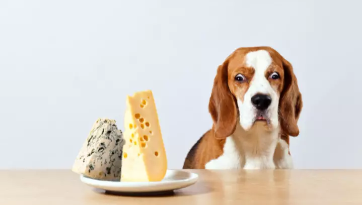 How Much Crude Fat Should Be In Dog Food