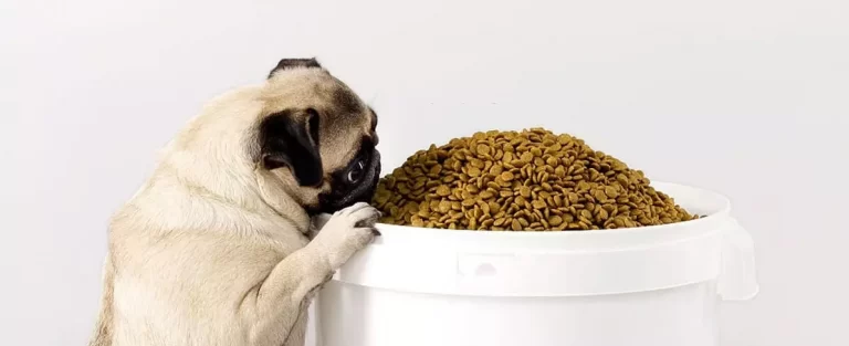 why does dog food taste bad