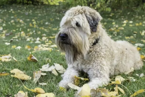 Common Wheaten Terrier Food Allergies – How to Avoid Them