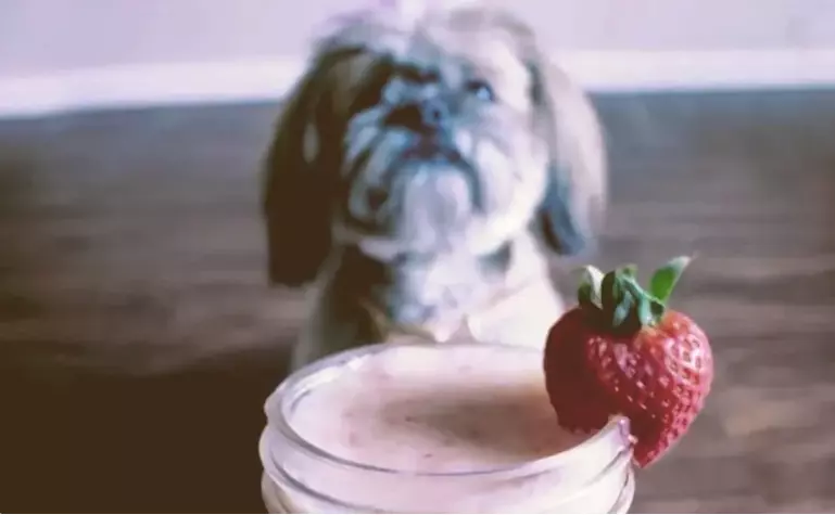 Is Yogurt Good For Dogs With Allergies