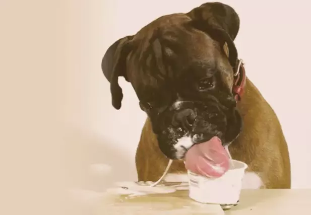 is yogurt good for dogs with allergies