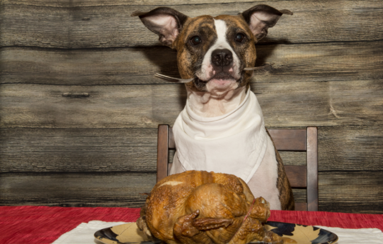 Can Dogs Eat Dark Meat Chicken?