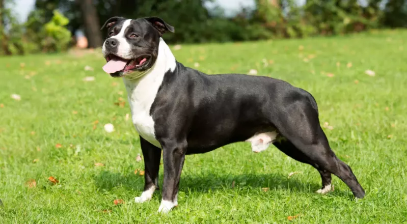 are american staffordshire terrier hypoallergenic