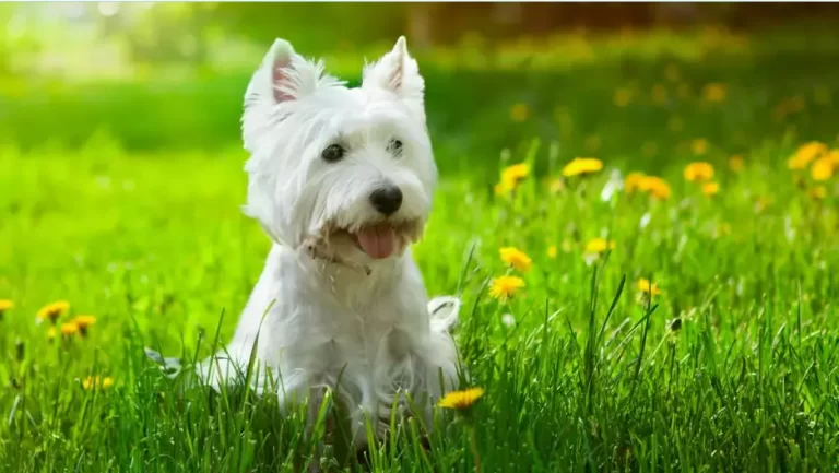 Are West Highland Terriers Hypoallergenic