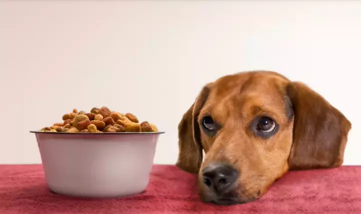 What is the most common food allergy in dogs?