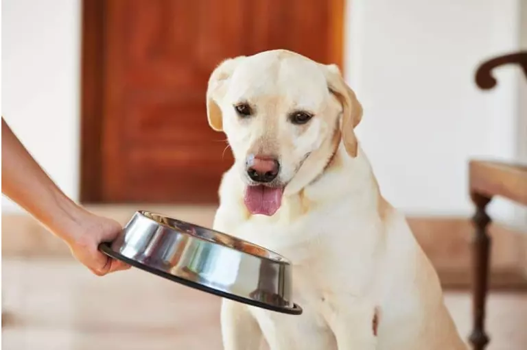 what to add to dog food for dry skin