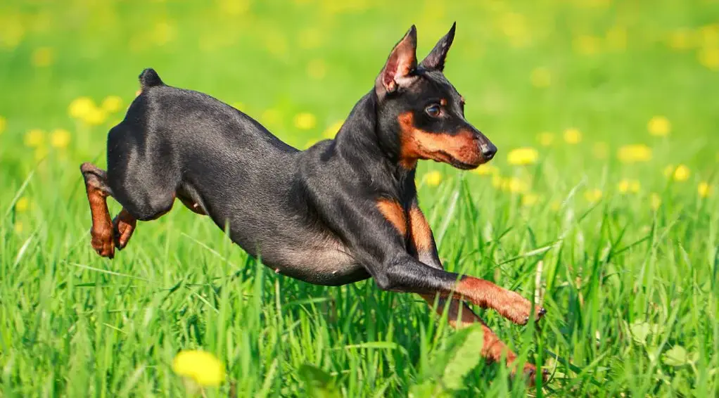Maintaining your miniature pinscher healthy is not that difficult as compared to other breeds. You can use a mixture of natural remedies and supplements to treat your dog. In addition to this, it's also advised to exercise your dog every day and make sure it has a proper diet to keep them healthy and active.