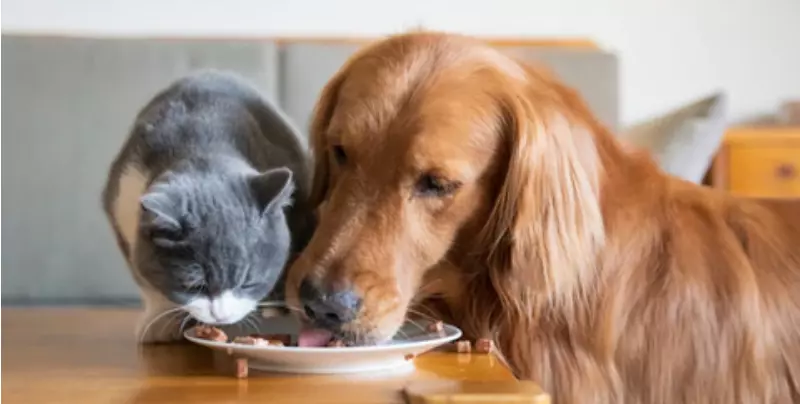can you feed a dog cat food in an emergency