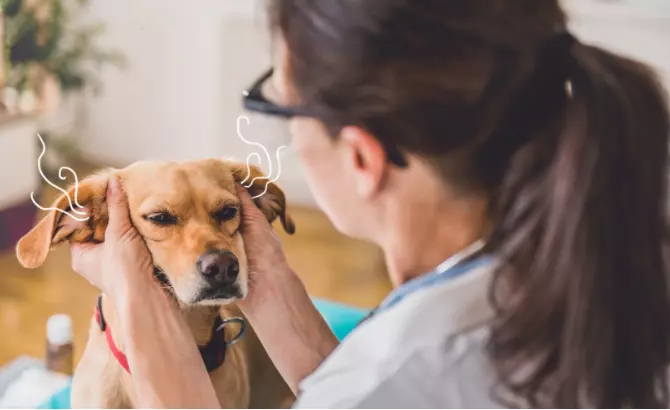 Can Food Allergies Cause Ear Infections In Dogs?