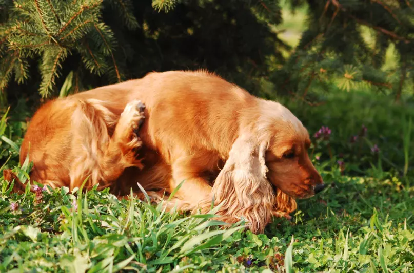 Environmental allergies in dogs symptoms
