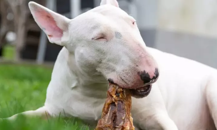 Bull Terrier Food Allergies All you need to Know