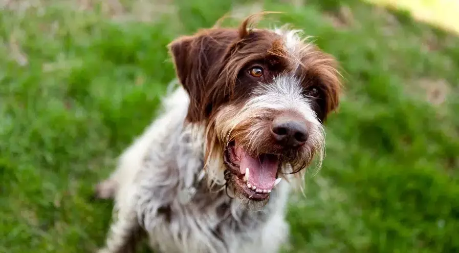 wirehaired pointing griffon allergies