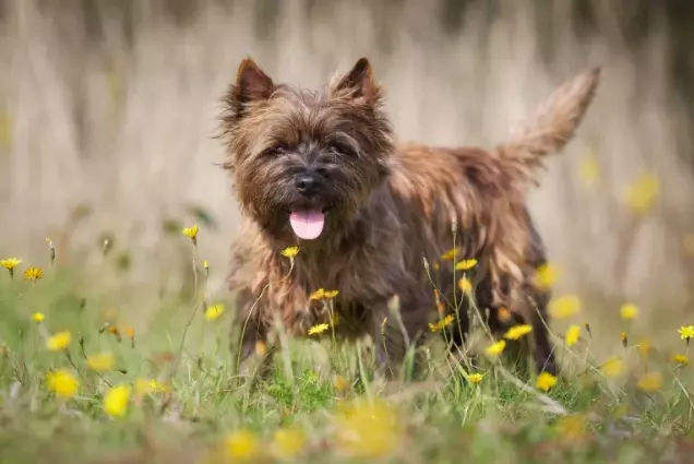 Cairn Terrier Food Allergies – All You Need to Know