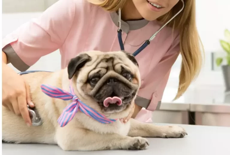 Common Pug Food Allergies – All You Need to Know