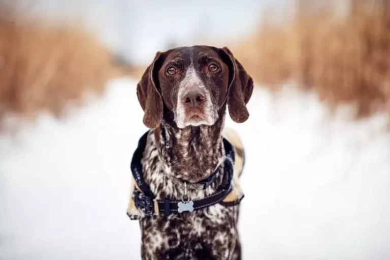 All German Shorthaired Pointer Food Allergies