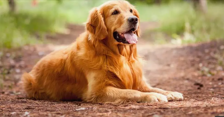 are golden retrievers bad for allergies