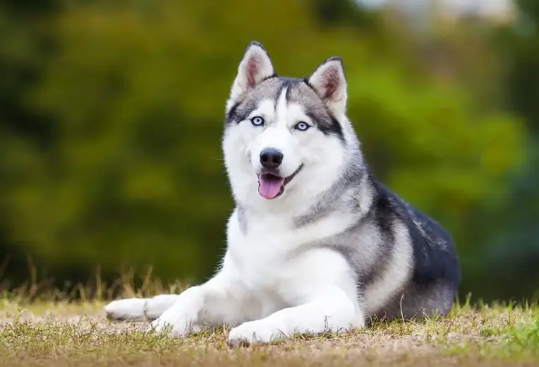 Are Huskies Bad For Allergies? All in one