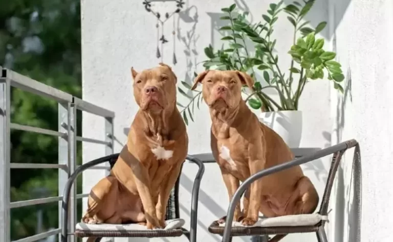 Are Pitbulls Hypoallergenic? All You Need to Know