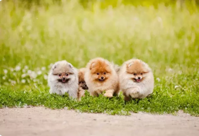 Are Teacup Pomeranians Hypoallergenic